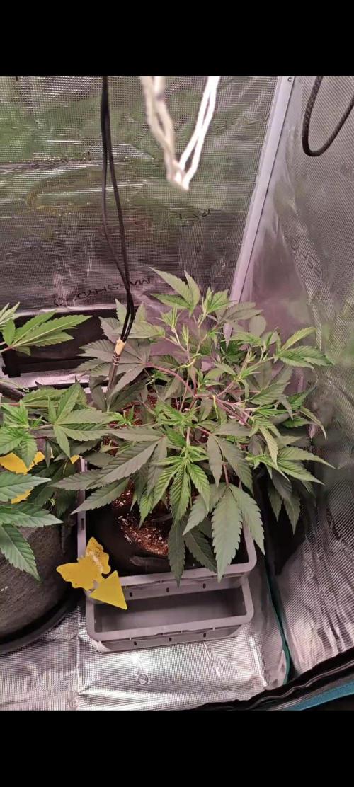 Grounded Genetics Grow. Week 4