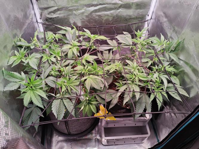 Grounded Genetics Grow. Week 4