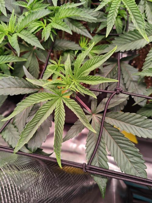 Grounded Genetics Grow. Week 4