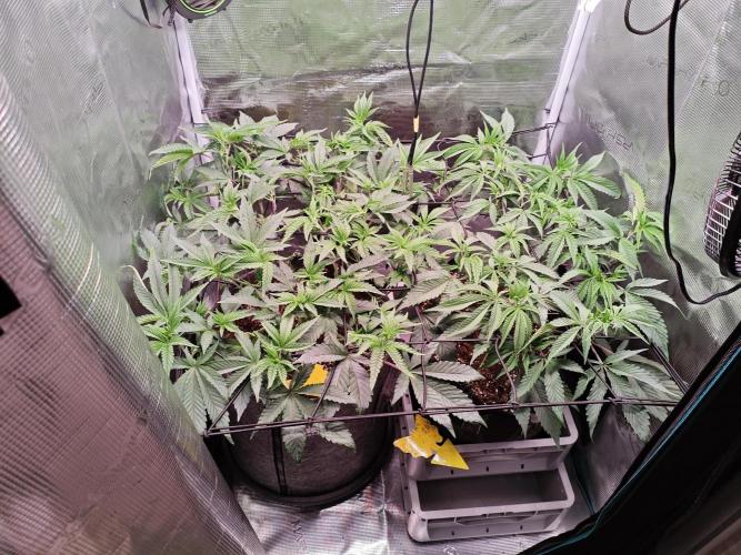 Grounded Genetics Grow. Week 5