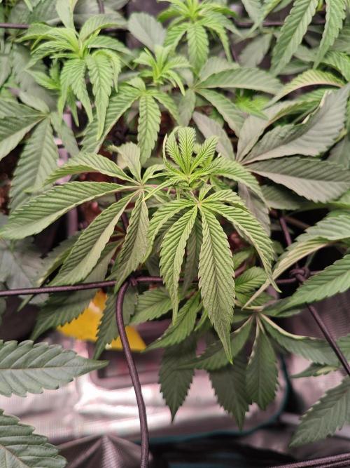 Grounded Genetics Grow. Week 5