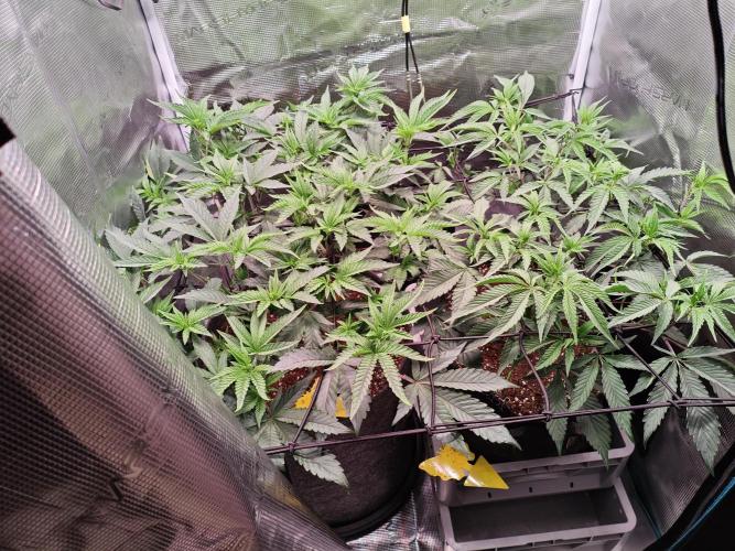 Grounded Genetics Grow. Week 5