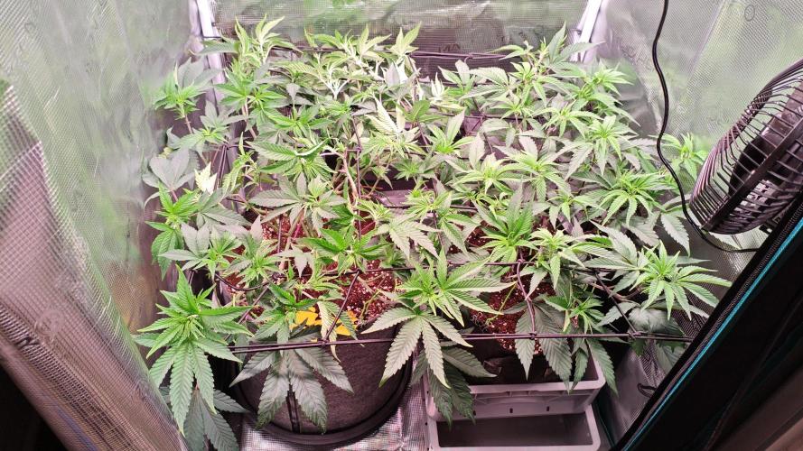 Grounded Genetics Grow. Week 5