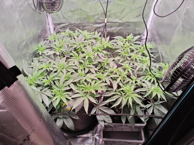 Grounded Genetics Grow. Week 5