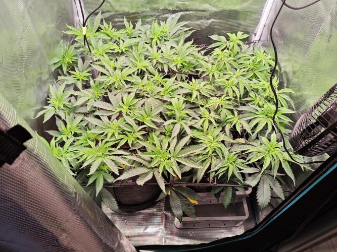 Grounded Genetics Grow. Week 6