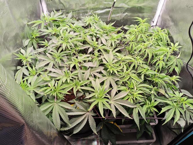 Grounded Genetics Grow. Week 6