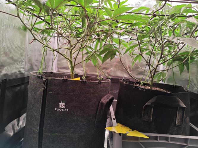 Grounded Genetics Grow. Week 6