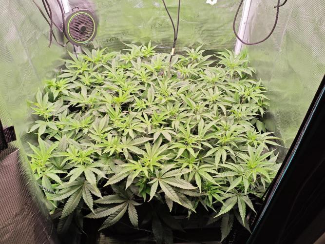 Grounded Genetics Grow. Week 7