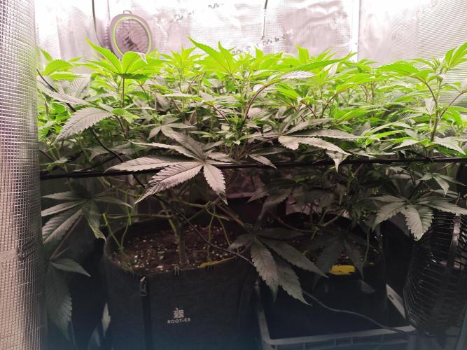 Grounded Genetics Grow. Week 7