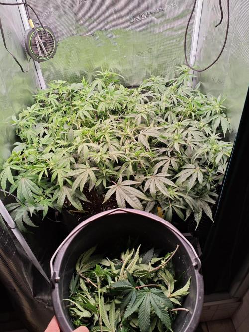 Grounded Genetics Grow. Week 8