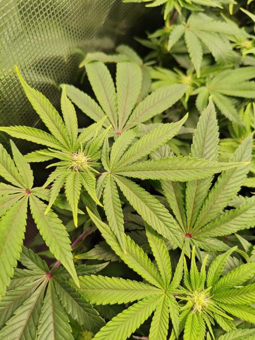 Grounded Genetics Grow. Week 8