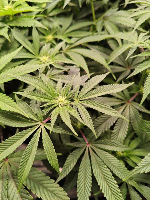 Grounded Genetics Grow. Week 8