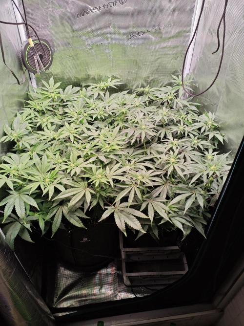 Grounded Genetics Grow. Week 8