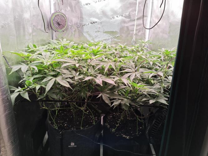 Grounded Genetics Grow. Week 8