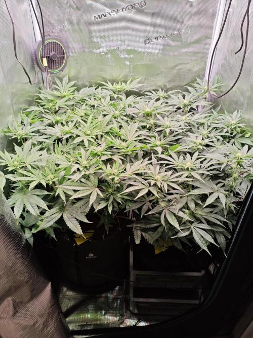 Grounded Genetics Grow. Week 9