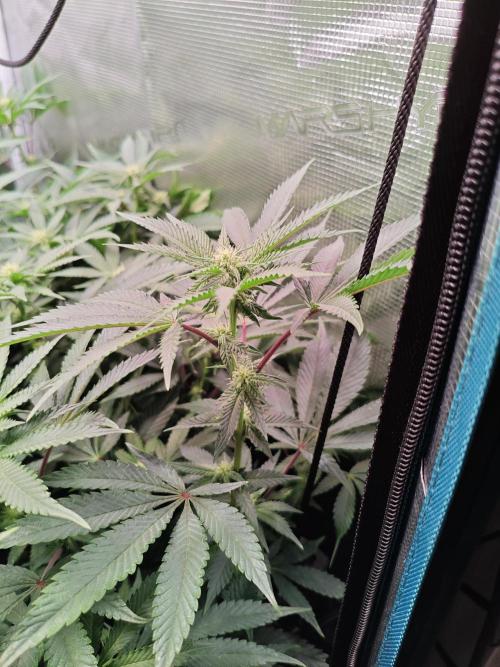 Grounded Genetics Grow. Week 9