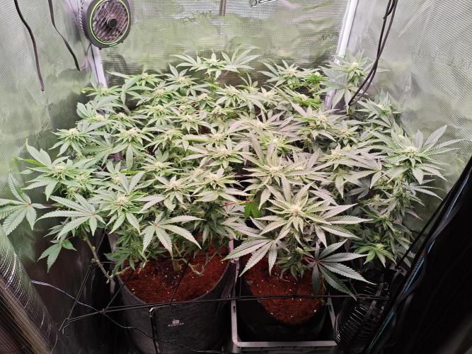 Grounded Genetics Grow. Week 9