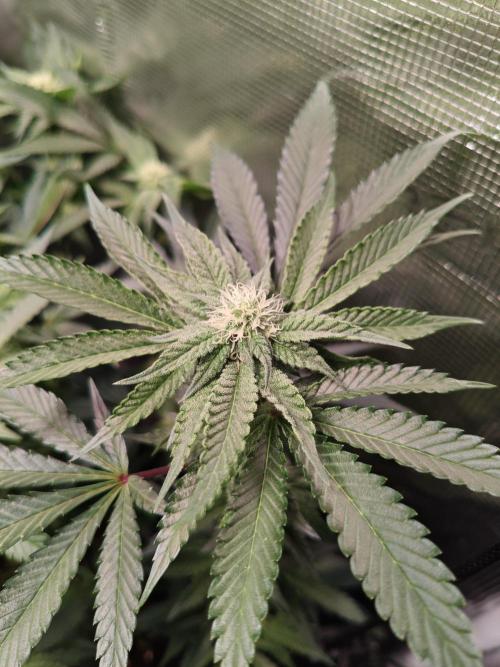 Grounded Genetics Grow. Week 9