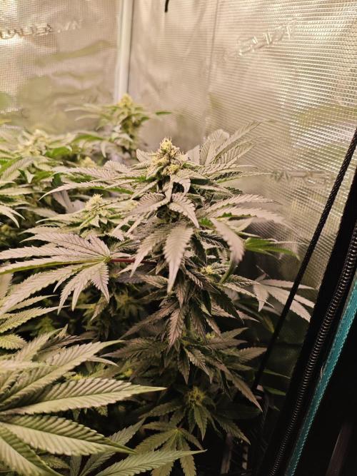 Grounded Genetics Grow. Week 10