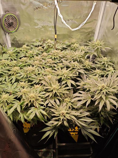 Grounded Genetics Grow. Week 10