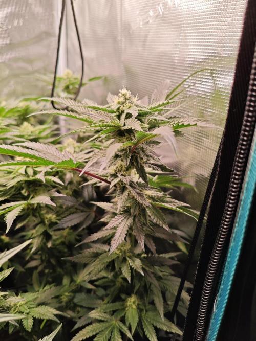 Grounded Genetics Grow. Week 10