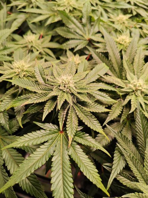 Grounded Genetics Grow. Week 10