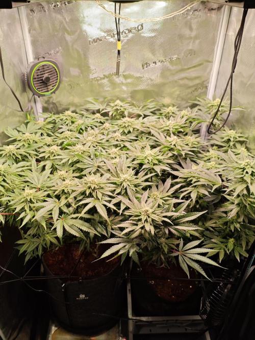 Grounded Genetics Grow. Week 10