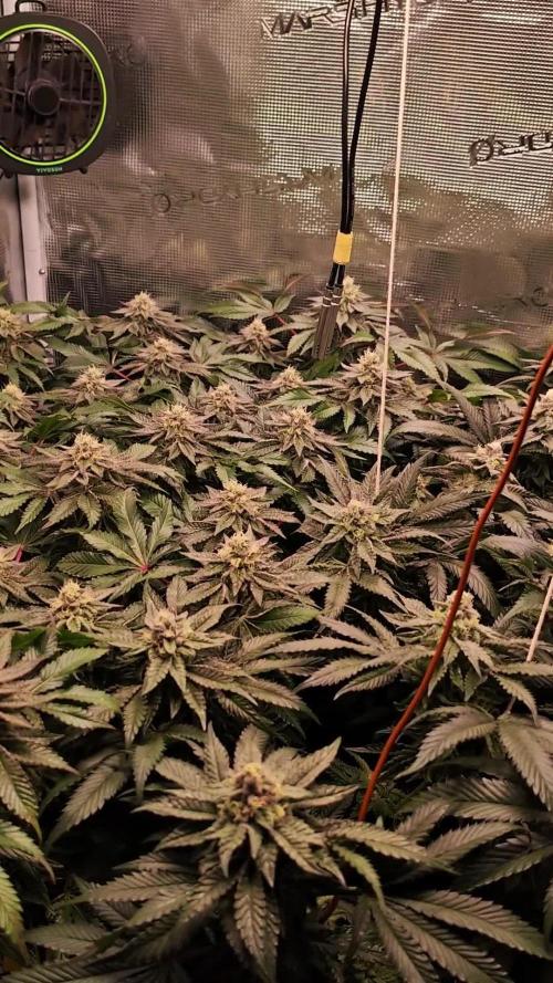 Grounded Genetics Grow