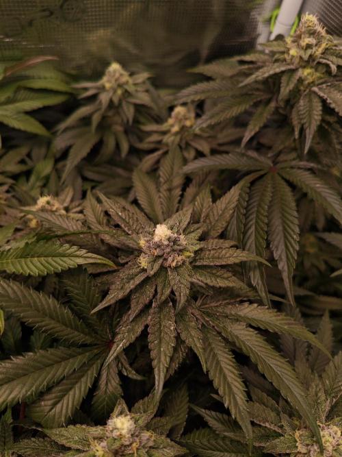 Grounded Genetics Grow. Week 11