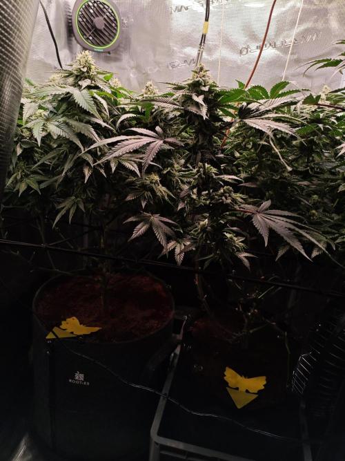 Grounded Genetics Grow. Week 11