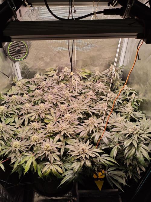 Grounded Genetics Grow. Week 12