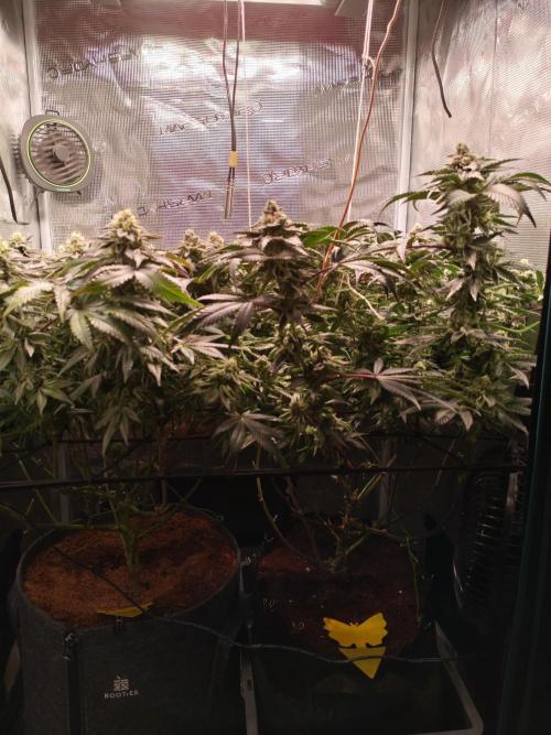 Grounded Genetics Grow. Week 12