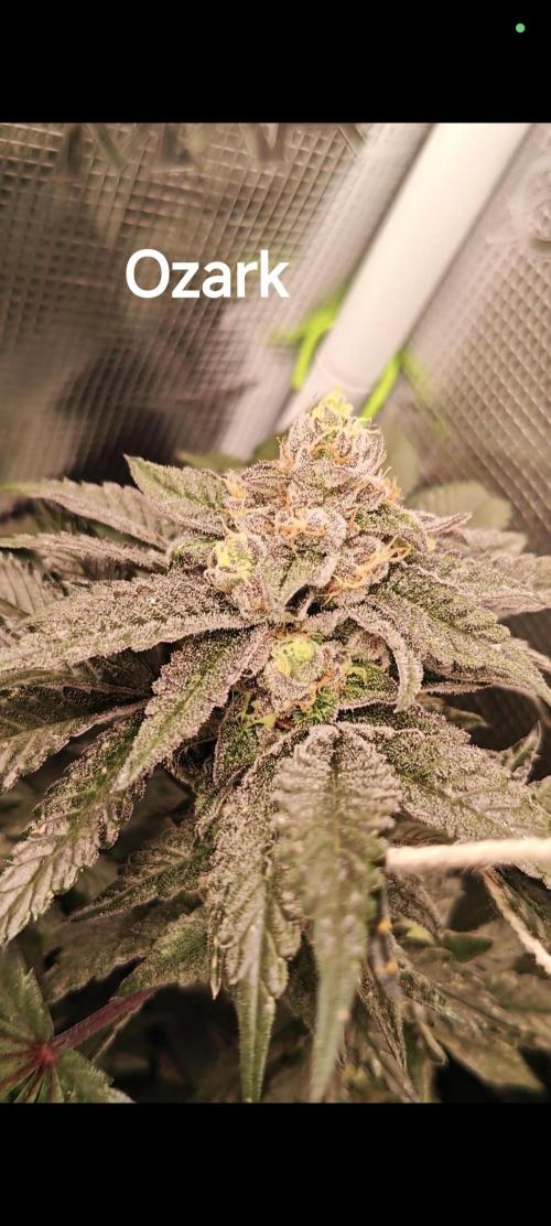 Grounded Genetics Grow. Week 12