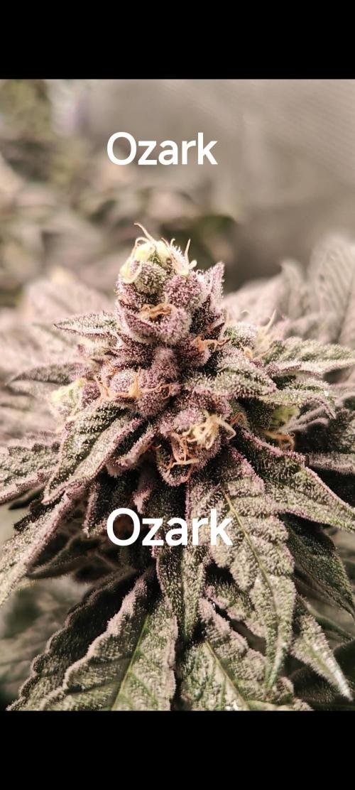 Grounded Genetics Grow. Week 12