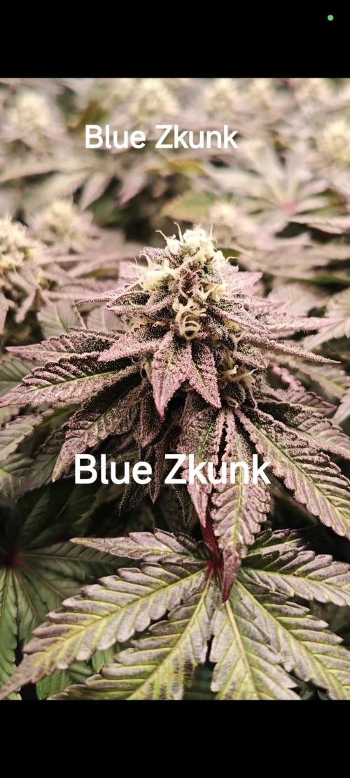 Grounded Genetics Grow. Week 12