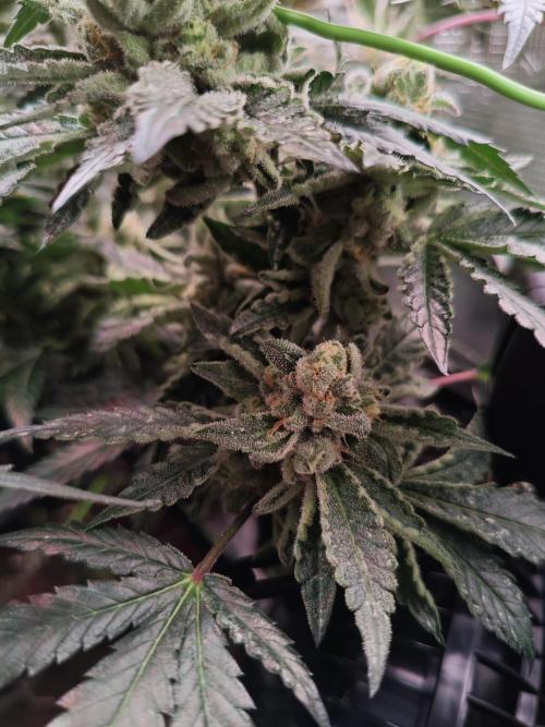 Grounded Genetics Grow. Week 13