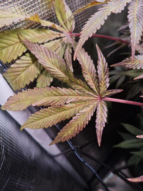 Grounded Genetics Grow. Week 13