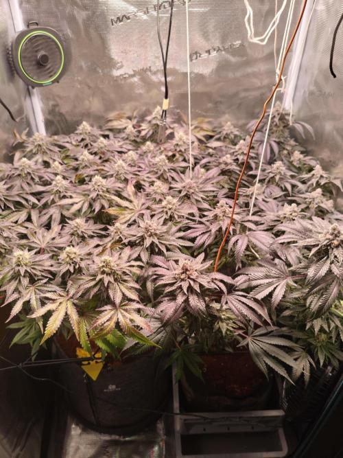 Grounded Genetics Grow. Week 13