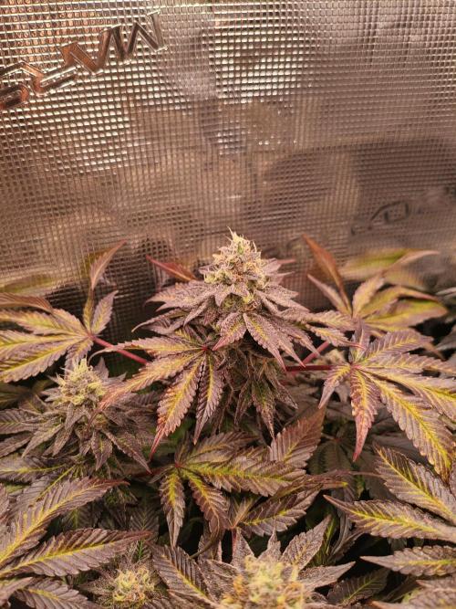 Grounded Genetics Grow. Week 13