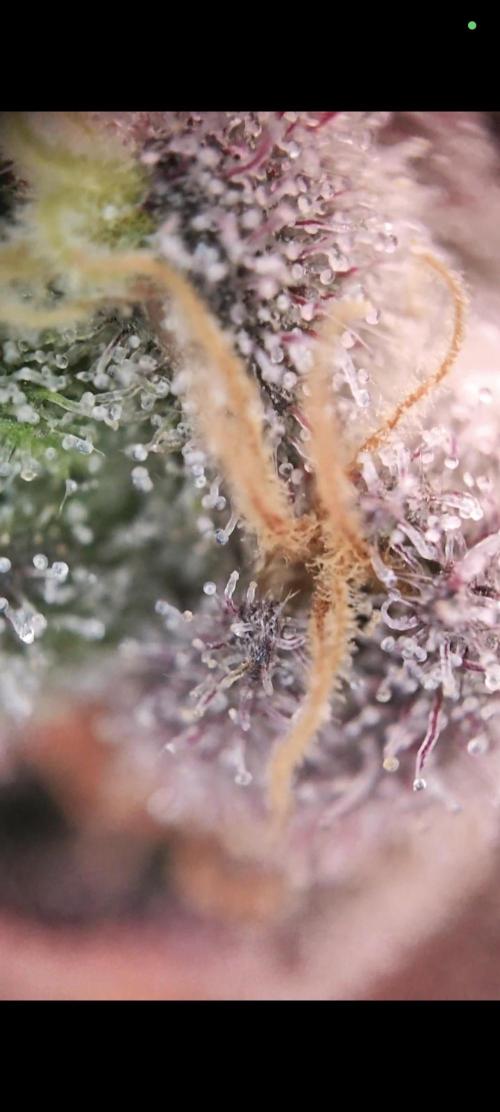 Grounded Genetics Grow. Week 13