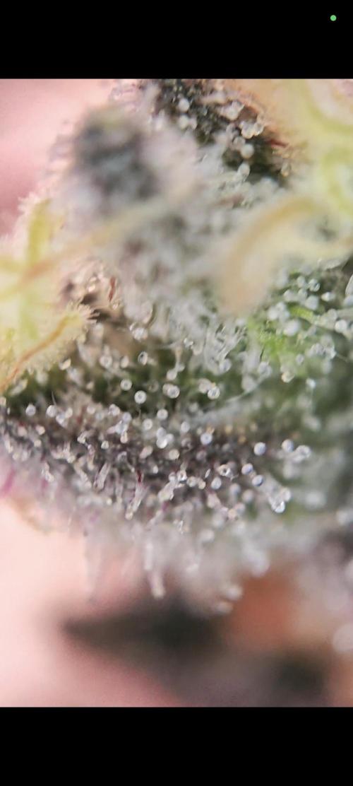 Grounded Genetics Grow. Week 13