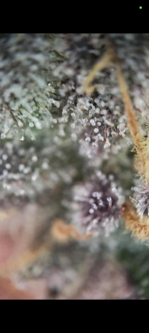 Grounded Genetics Grow. Week 13