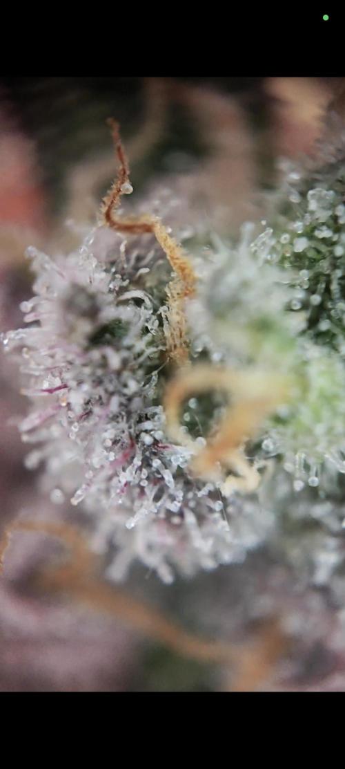 Grounded Genetics Grow. Week 13