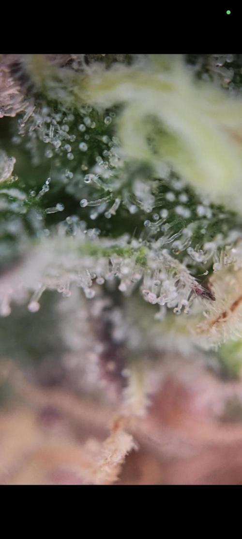 Grounded Genetics Grow. Week 13