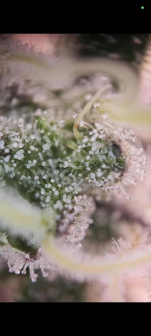 Grounded Genetics Grow. Week 13