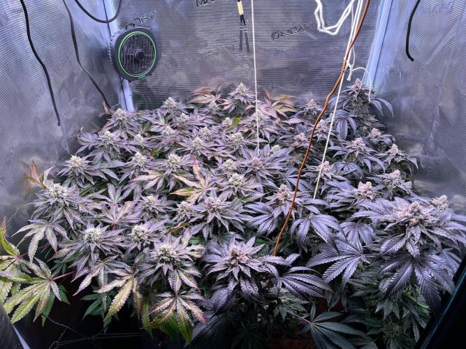 Grounded Genetics Grow. Week 14