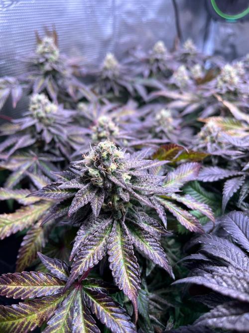 Grounded Genetics Grow. Week 14