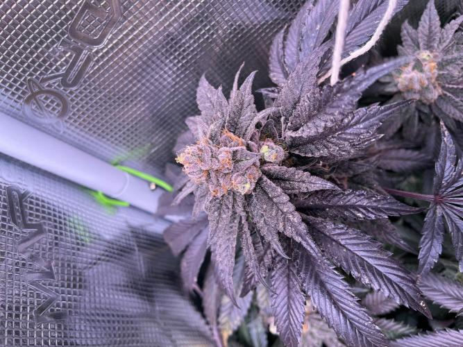 Grounded Genetics Grow. Week 14