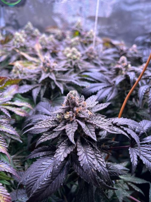 Grounded Genetics Grow. Week 14