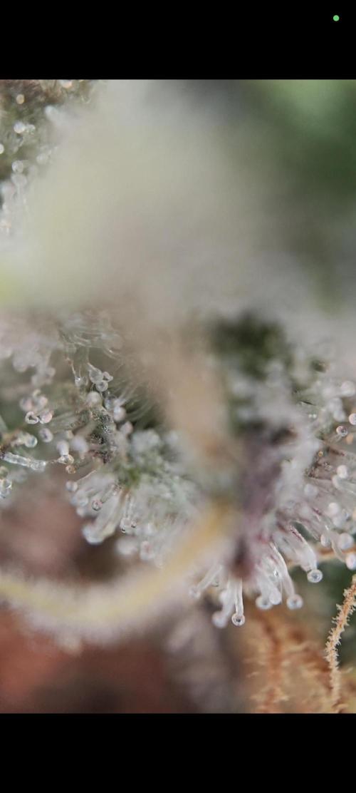 Grounded Genetics Grow. Week 14